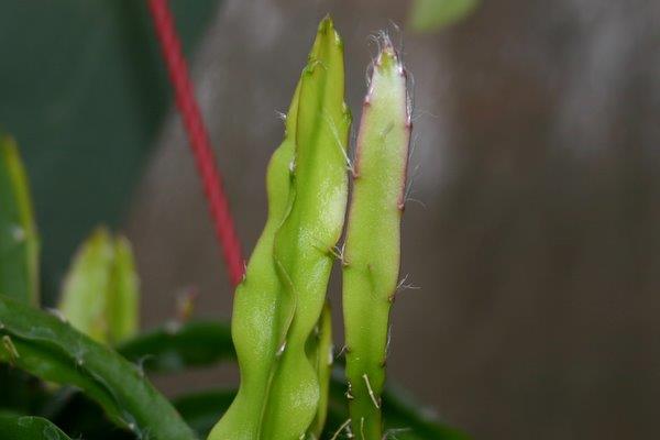 http://www.cloudjungle.com/CloudJungle/Cactaceae/Lepismium/Lepismium cruciforme spiralis detail.jpg